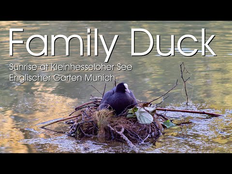 Family Duck in the sunrise at Englischer Garten Munich