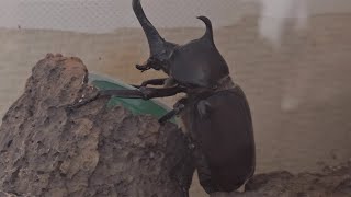 Rhinoceros beetle becomes an adult