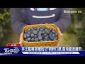 本土藍莓栽種成功 新鮮口感.產地直送搶市｜TVBS新聞 @TVBSNEWS01
