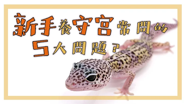 【新手养守宫】常见的5大问题？ - 天天要闻