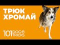 Трюк Хромай 🐩 Научить собаку идти не наступая на лапу 🐾 Как приучить щенка ходить с поднятой лапой 🐶