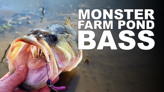 The BEST Bass Fishing Rig For Pond Hopping 