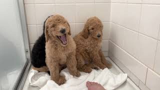 PUGET SOUND STANDARD POODLES  Puppies learning about the dryer