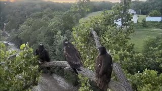Decorah Eagles- Eaglets Meet Up At The Y Branch