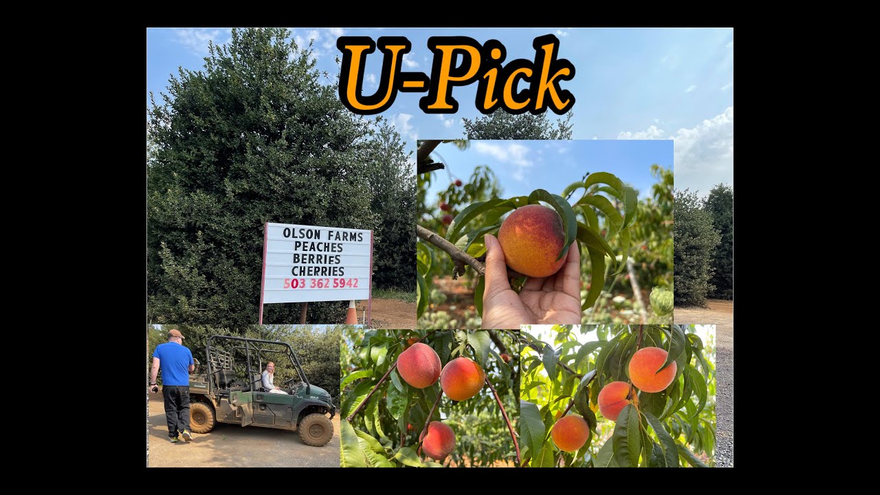 Best Place to UPick Peaches with free rides in Oregon,Olson Farm YouTube