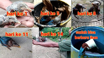 CARA MERAWAT MELOLOH DAN MELATIH POMAH ANAKAN TENGKEK UDANG,RAJA UDANG,CEKAKAK #kingfisher bird