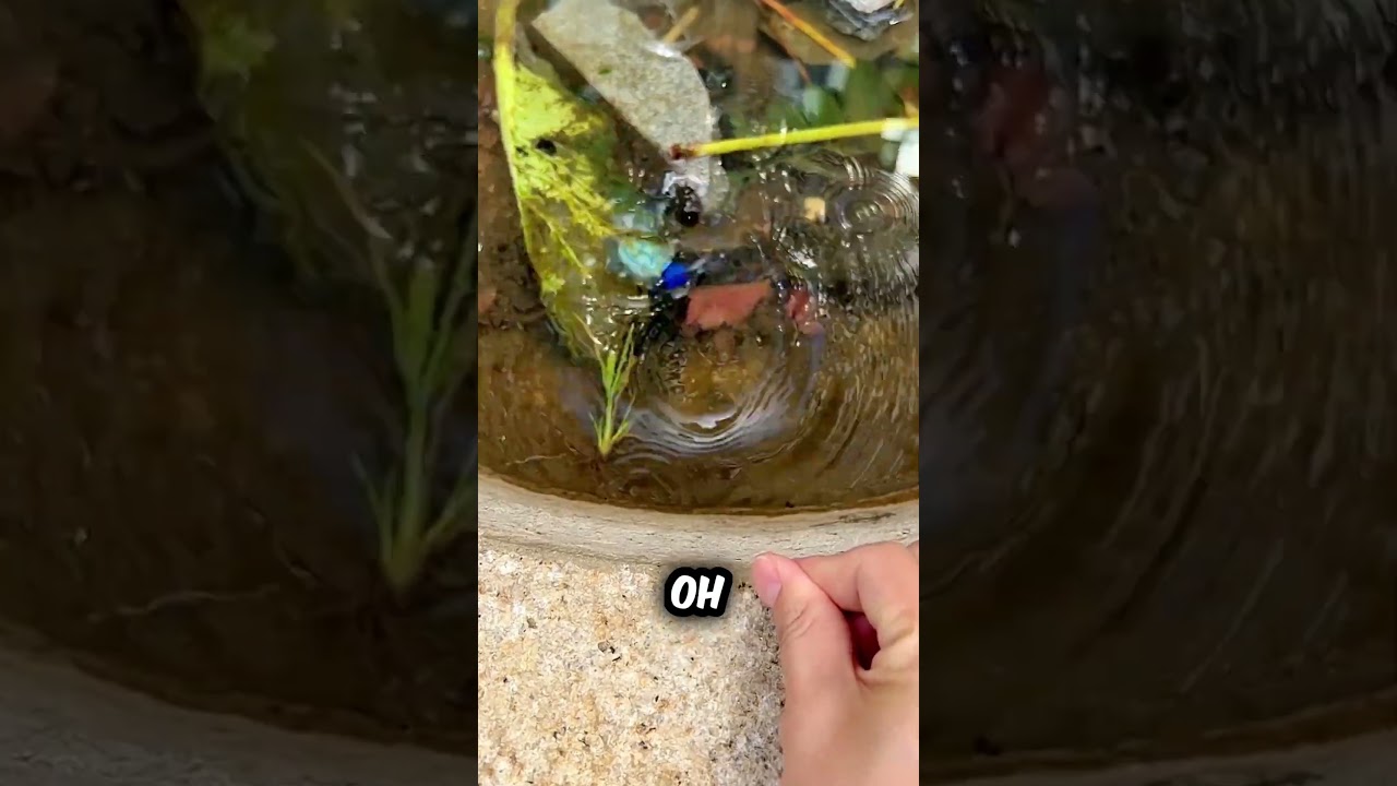 Редкая черепаха на дороге 😨