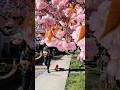 Cherry Blossoms in Vancouver #shorts #relaxing