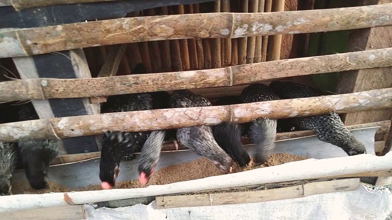 Anak ayam arab 