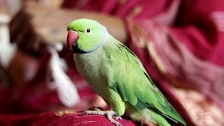 Mummy Baat Karo Kaam Choro || Talking Parrot playing with mummy