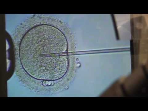 In-Vitro Fertilization (IVF) Houston - Fertility Center in Texas