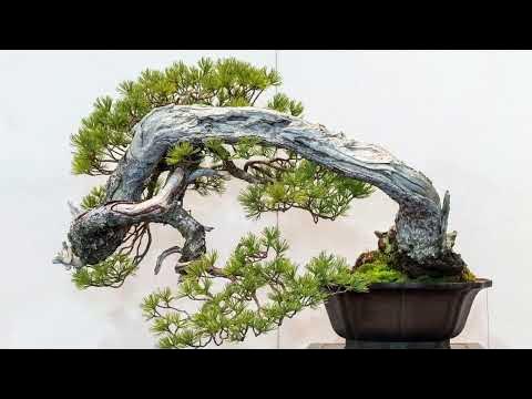Bonsai Works of Divinity - YouTube