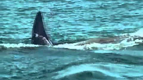 Chi vince tra un'orca e uno squalo?
