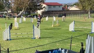 Andreu AKC Agility Jumpers Run-Off 2021 by Katherine McGuire 67 views 2 years ago 36 seconds