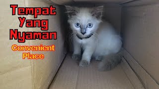 This is what kitten did when she was home alone by SabeTian Animals 126 views 3 weeks ago 4 minutes, 29 seconds