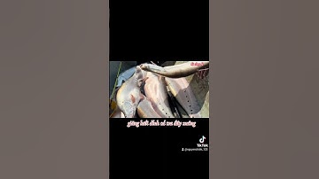 #short #giăng lưới toàn dính cá thác lác khủng