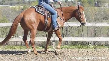 GP Smooth Cat - handy jog, lope, stops, turns! - ValleyViewRanch.net