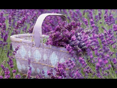 Ландшафтный дизайн с лавандой