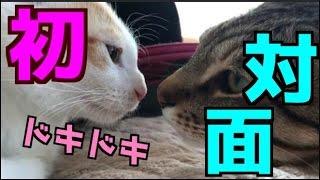 【ドキドキ】初めて先輩猫と出会った捨て子猫の反応は・・・