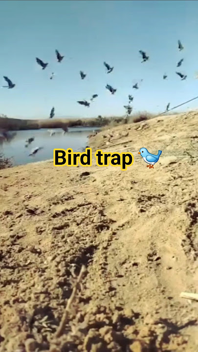 Menangkap 25 Burung Sandgrouse dengan Perangkap Jaring | Petualangan Berburu Burung #perangkapburung #berburu #berburuburung