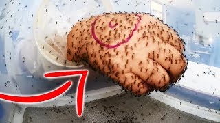 ИСЦЕЛЯЮЩИЕ СВОЙСТВА НАСЕКОМЫХ И ЖИВОТНЫХ ИСЦЕЛЯЮЩИЕ СВОЙСТВА НАСЕКОМЫХ И ЖИВОТНЫХ