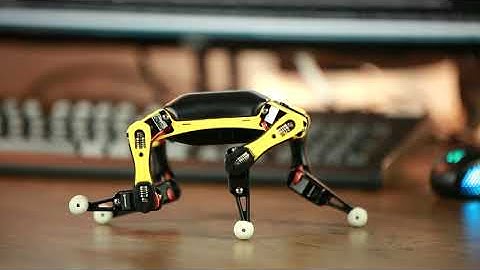 Unleash Your Pets Potential | How to Change Bittle