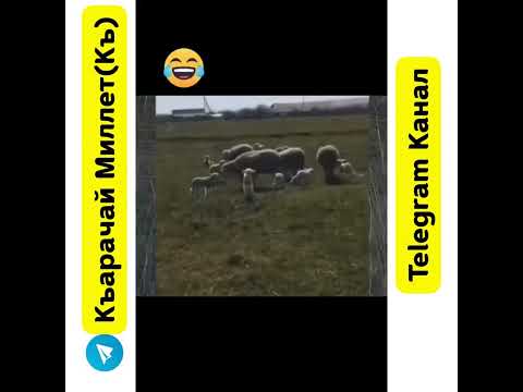 КЧР Алибек СРОЧНО!!!!!!!!