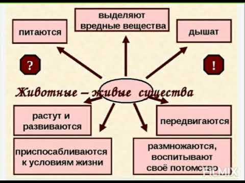 Индивидуальный проект влияния цвета на живых существ