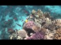 Sharm el Sheikh - Sharm Plaza Resort - underwater seaworld