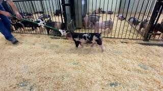 Details 97-5 spot gilt Guide