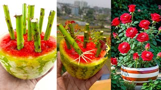 How to grow rose cuttings in watermelon | Propagation of rose tree