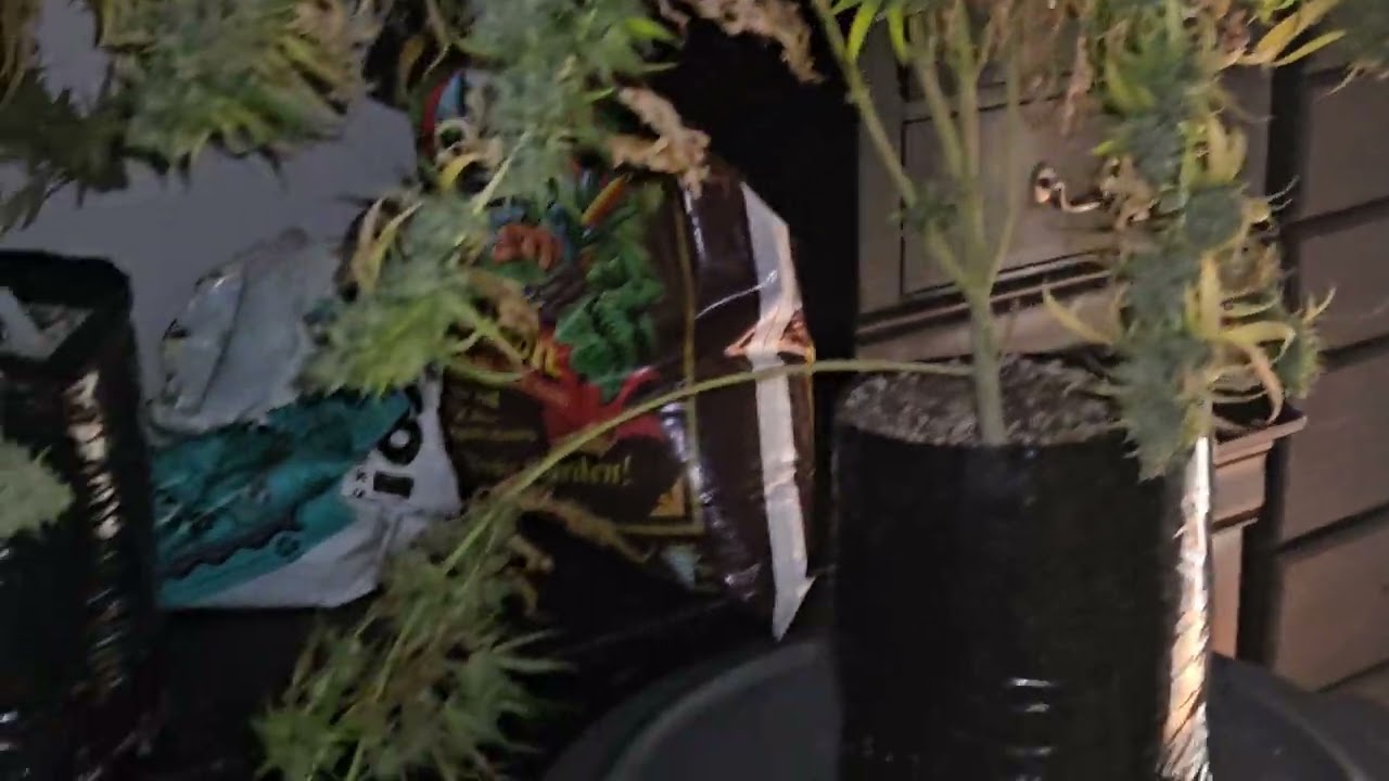 Very Dank organic grow and old genetics being tested and bred 