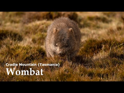 Wombat at Cradle Mountain 2023