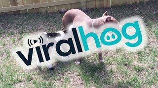 Goat Picked the Wrong Mom || ViralHog