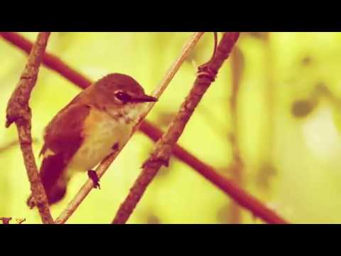Video: Zogu I Vjetër Vendos Vezën Në Moshën 60 Vjeç