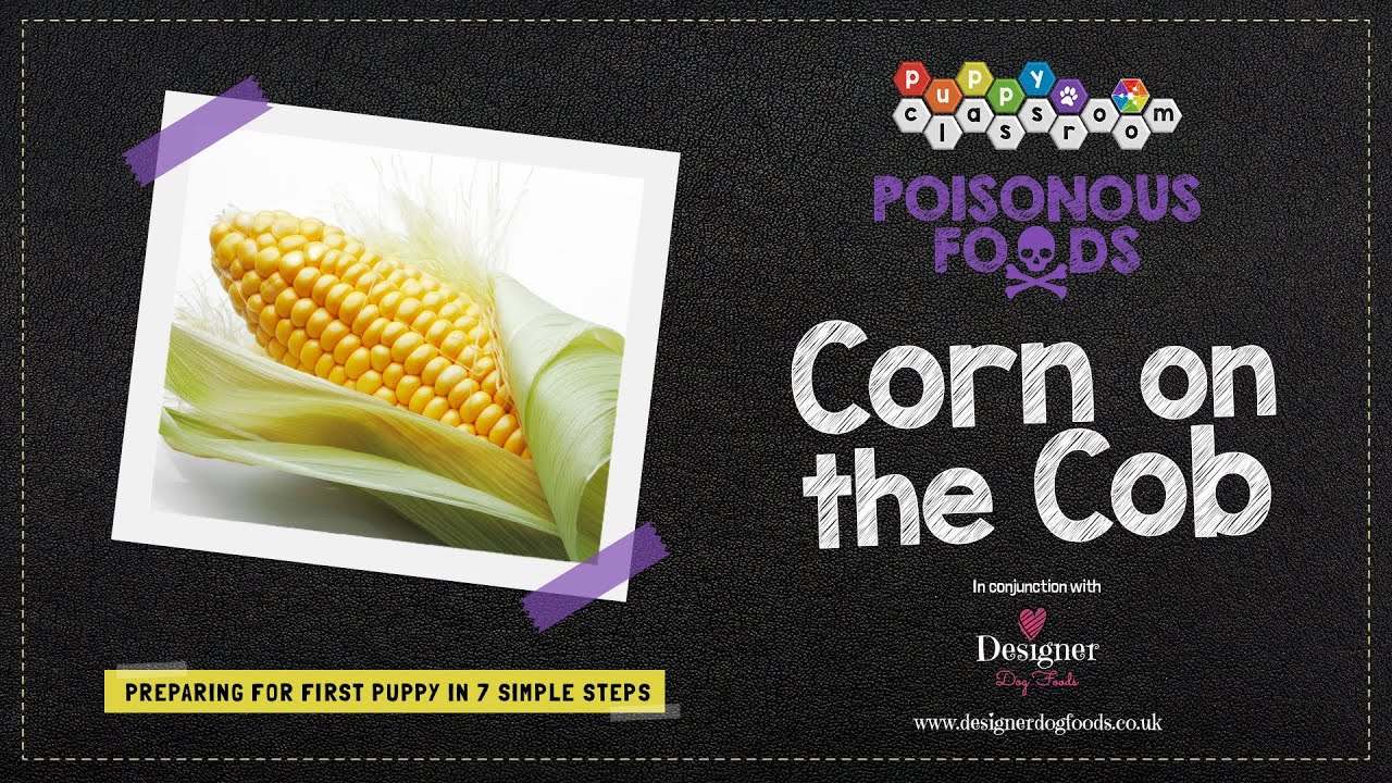 is sweet corn good for dogs