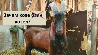 Зачем покрывать козу