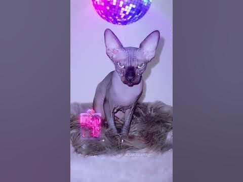 дискотека лысая кошка Сфинкс танцует - YouTube