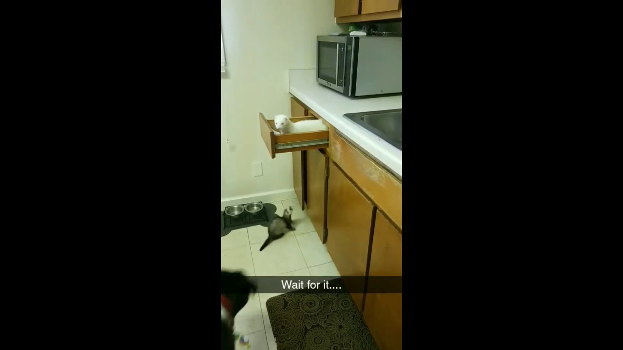 Toby the Ferret Pulls Off a Surprise Entrance