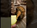 GUINEA PIG EATS AFTER A SHOWER /Морская свинка кушает яблоко после душа. #shorts#pig#animal