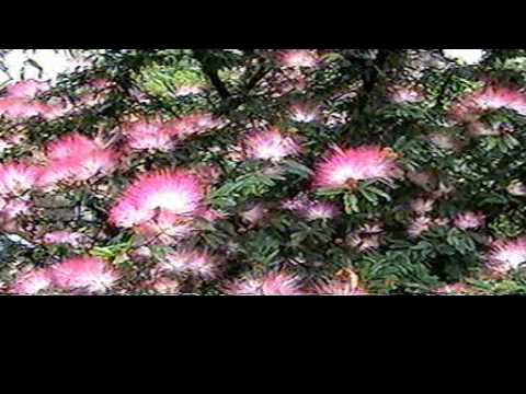 barragem aguieira NVECapture.0088.mpg-FLORES