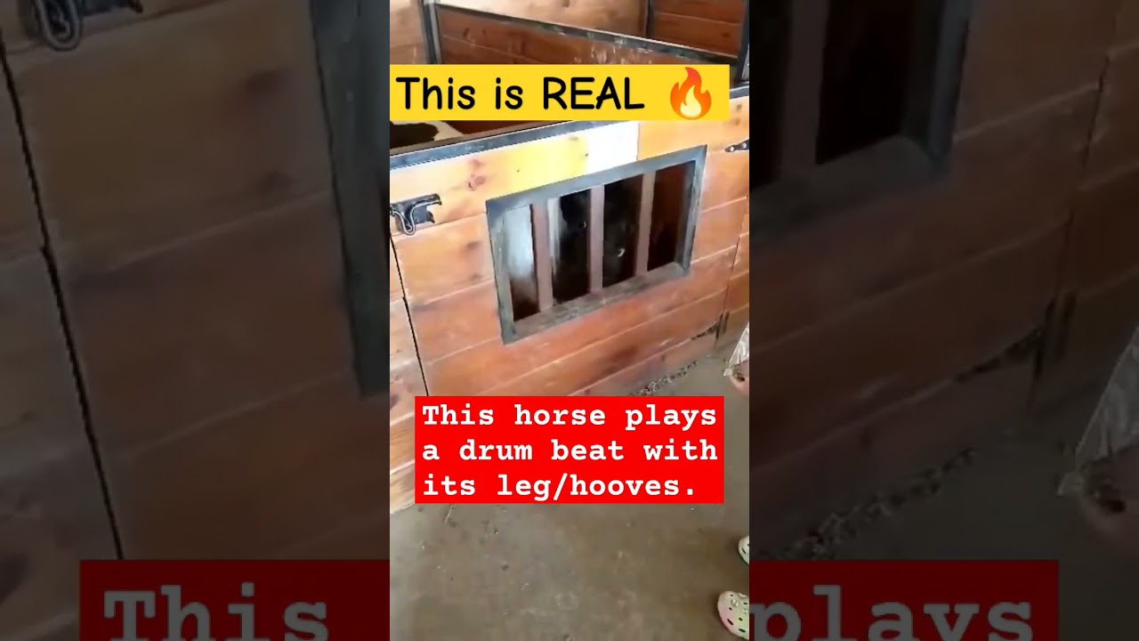 HORSE 🐴 plays drum beat!! (REAL) 🔥 