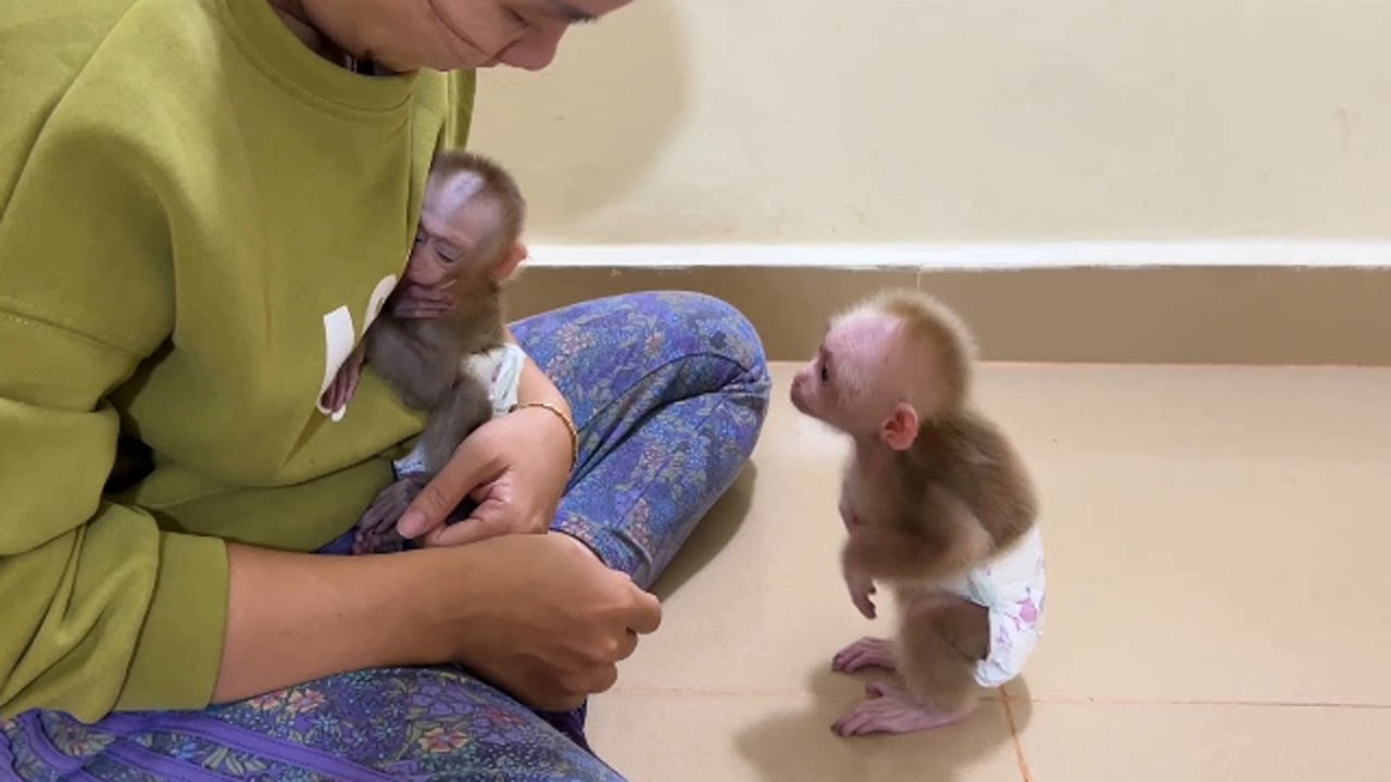 Chichi Desperately Anqry Poor Linda Rush To Hug Her Mom