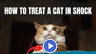 How to Treat a Cat in Shock  Signs, Causes, Diagnonis, Treatment Cat in Shock