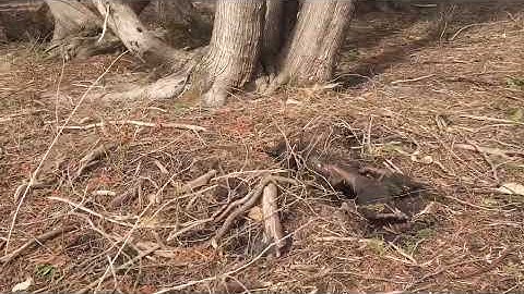 Cluster of trees uprooting 8/12/2022