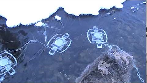 How To Trap Wolves: My Favorrite Set