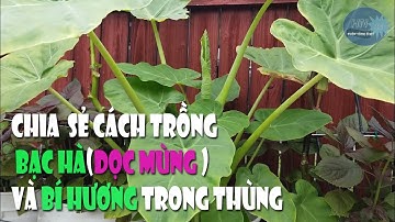 Chia sẻ cách trồng bạc hà (dọc mùng ) và bí hương trong thùng