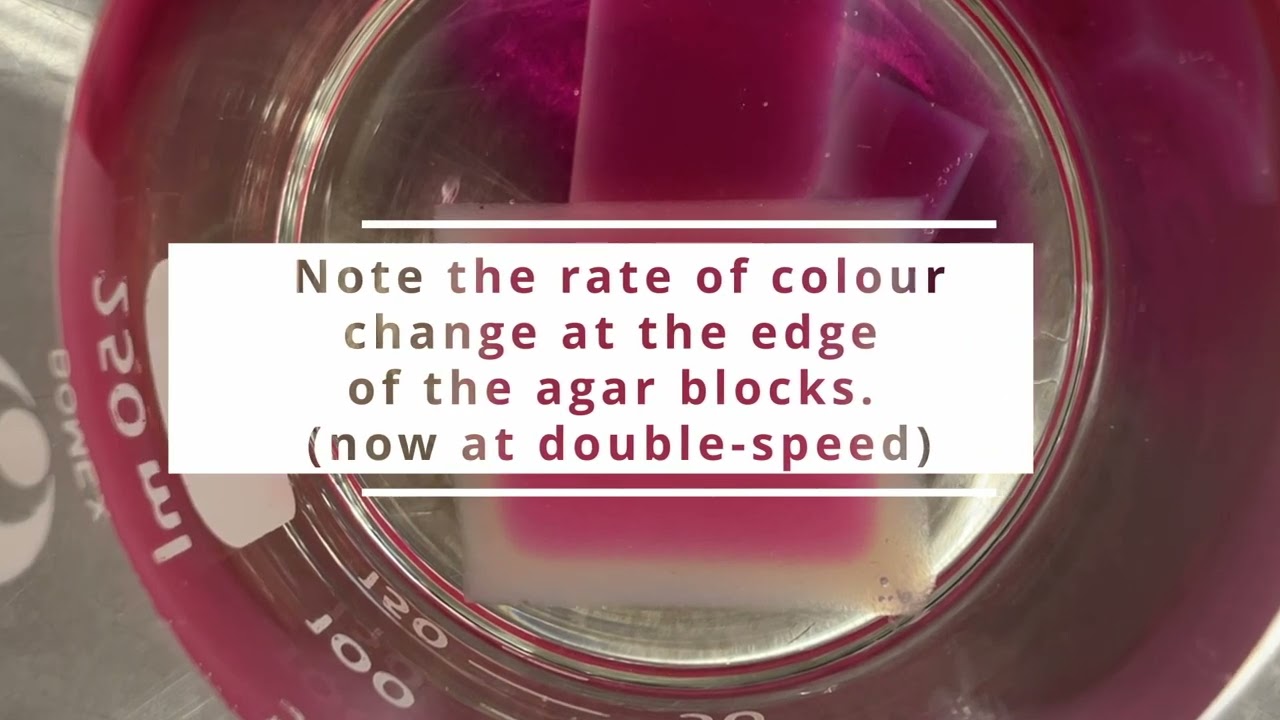 2023 - Year 11 Biology - Agar Cube experiment