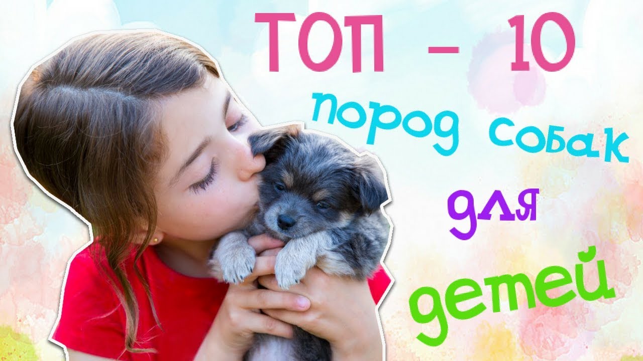 В каких породах собак лучше всего живут