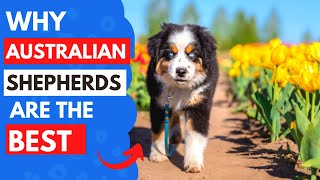 6 Reasons Australian Shepherds are the Perfect Pet How Are My 4 Australian Shepherds Different